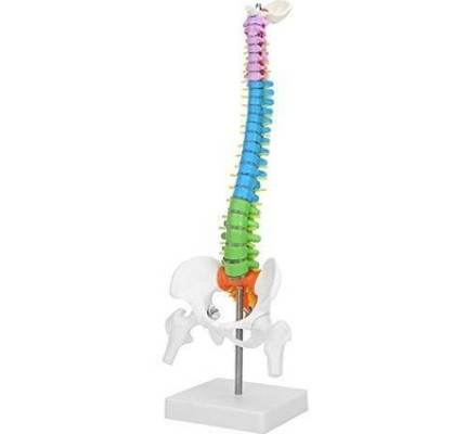  45 Cm Renkli Tam Boy Hareketli Femur Eklemli Omurga İskeleti 45 cm (Omurilik ve Sinir modeli)